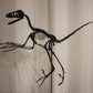 Bambiraptor feinbergi - Dromaeosaurid