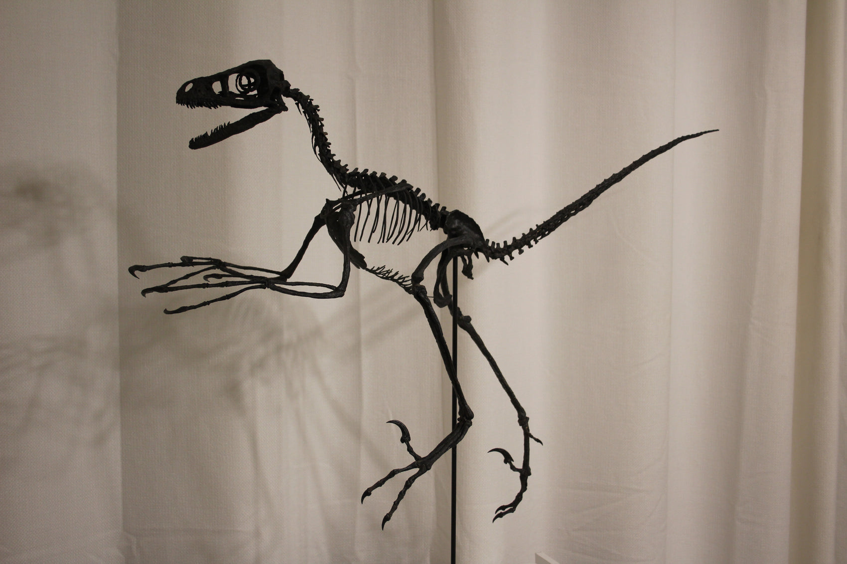 Bambiraptor feinbergi - Dromaeosaurid