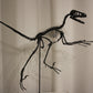 Bambiraptor feinbergi - Dromaeosaurid