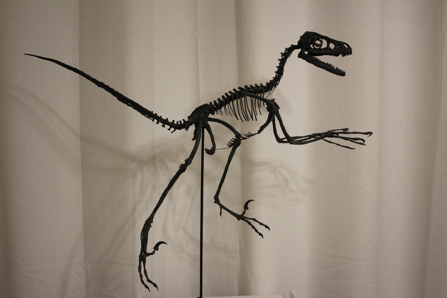 Bambiraptor feinbergi - Dromaeosaurid