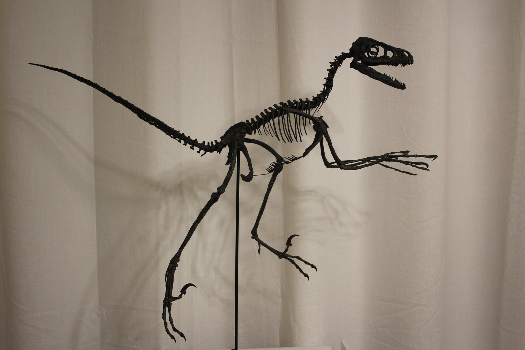 Bambiraptor feinbergi - Dromaeosaurid