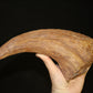Baryonyx-Walkeri-Kralle