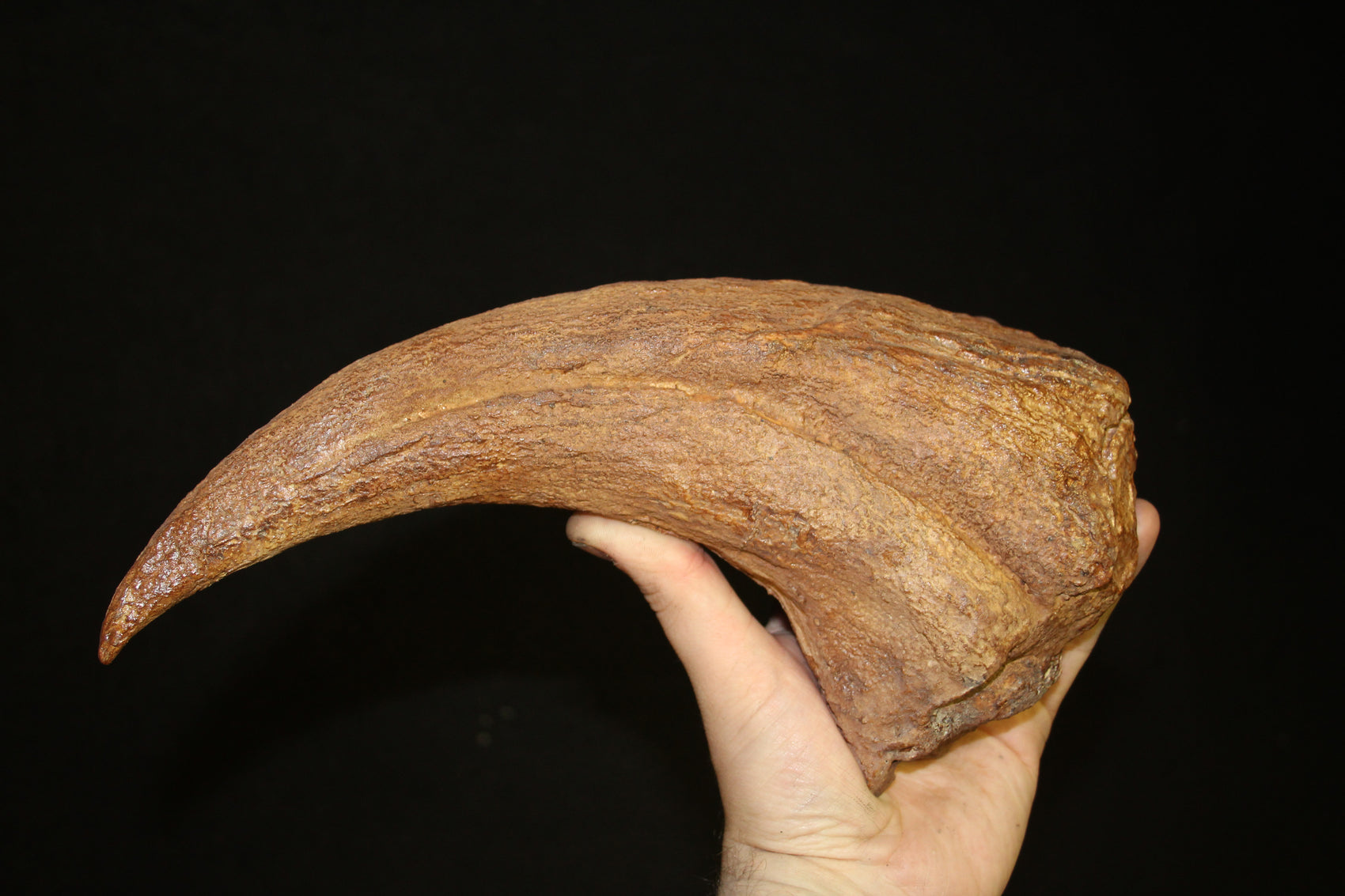 Griffe de Baryonyx Walkeri