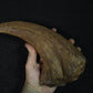Baryonyx-Walkeri-Kralle