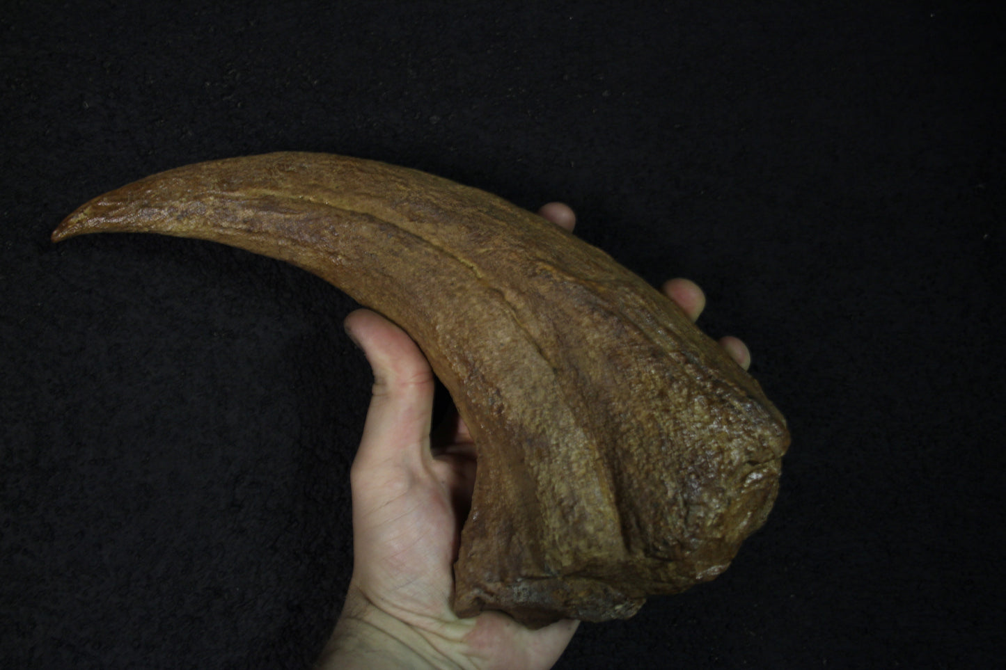 Baryonyx-Walkeri-Kralle