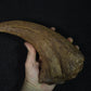 Baryonyx-Walkeri-Kralle