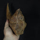 Baryonyx-Walkeri-Kralle