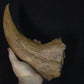 Baryonyx-Walkeri-Kralle