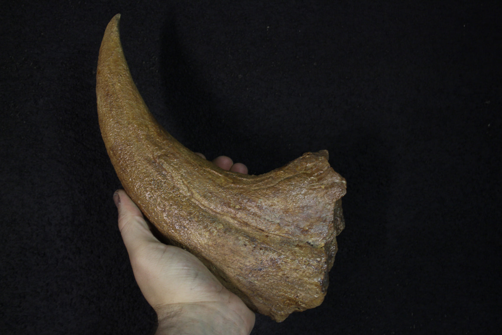 Griffe de Baryonyx Walkeri