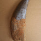 Acrocanthosaurus Rooted Tooth Replica