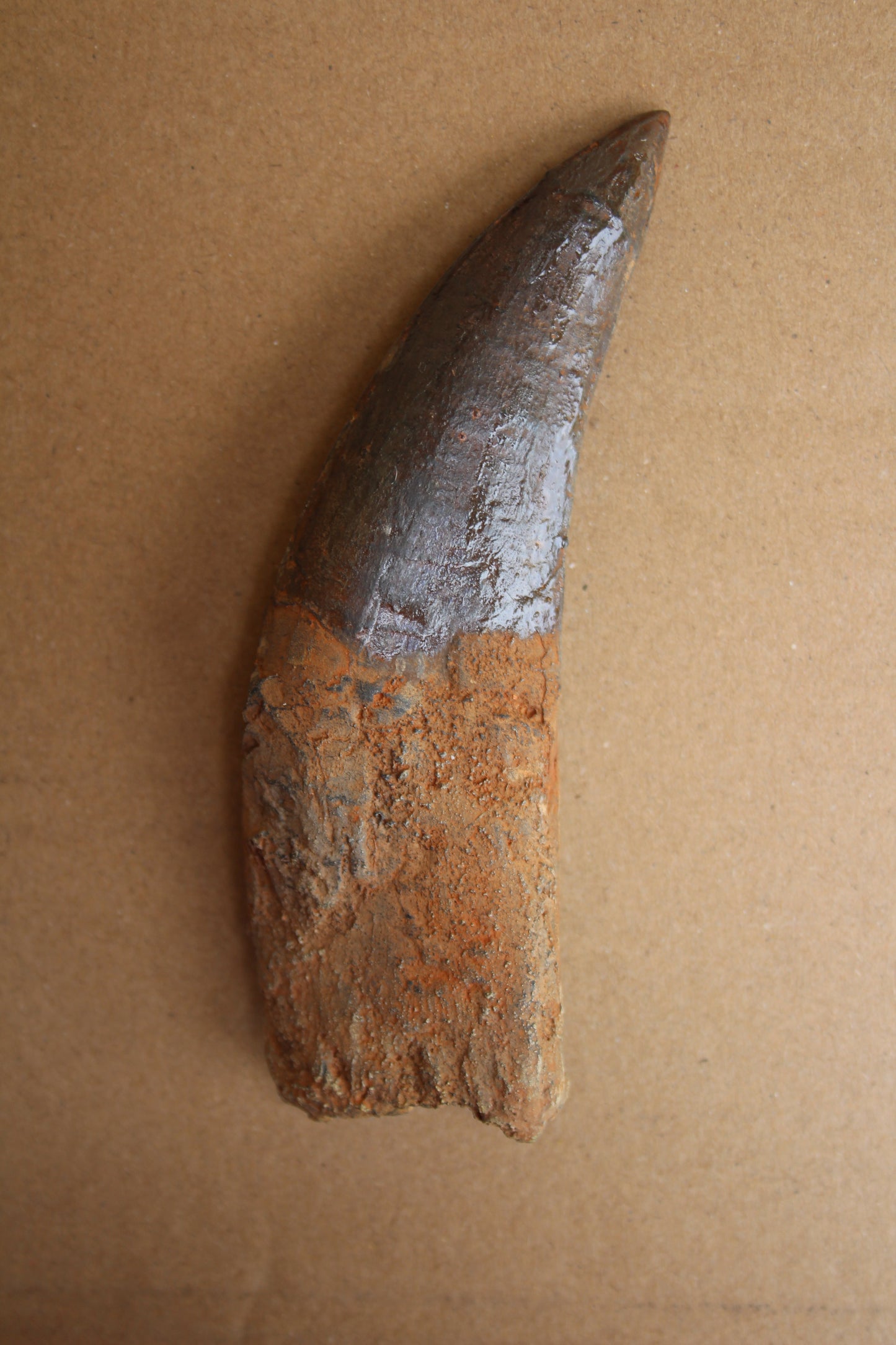 Acrocanthosaurus Rooted Tooth Replica