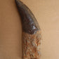 Acrocanthosaurus Rooted Tooth Replica