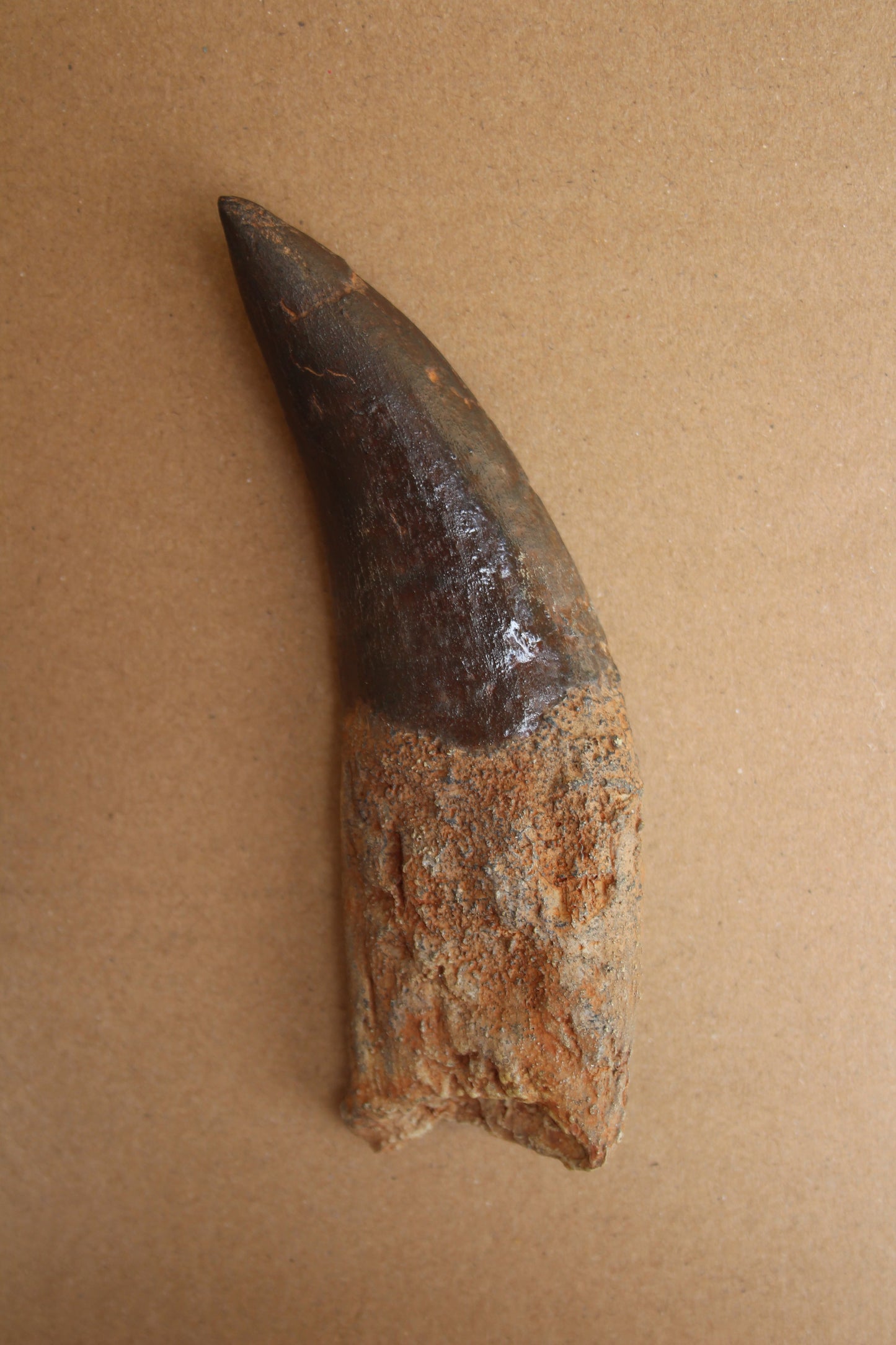 Acrocanthosaurus Rooted Tooth Replica