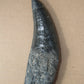 Acrocanthosaurus Rooted Tooth Replica