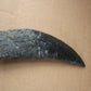 Acrocanthosaurus Rooted Tooth Replica