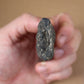 Acrocanthosaurus Rooted Tooth Replica