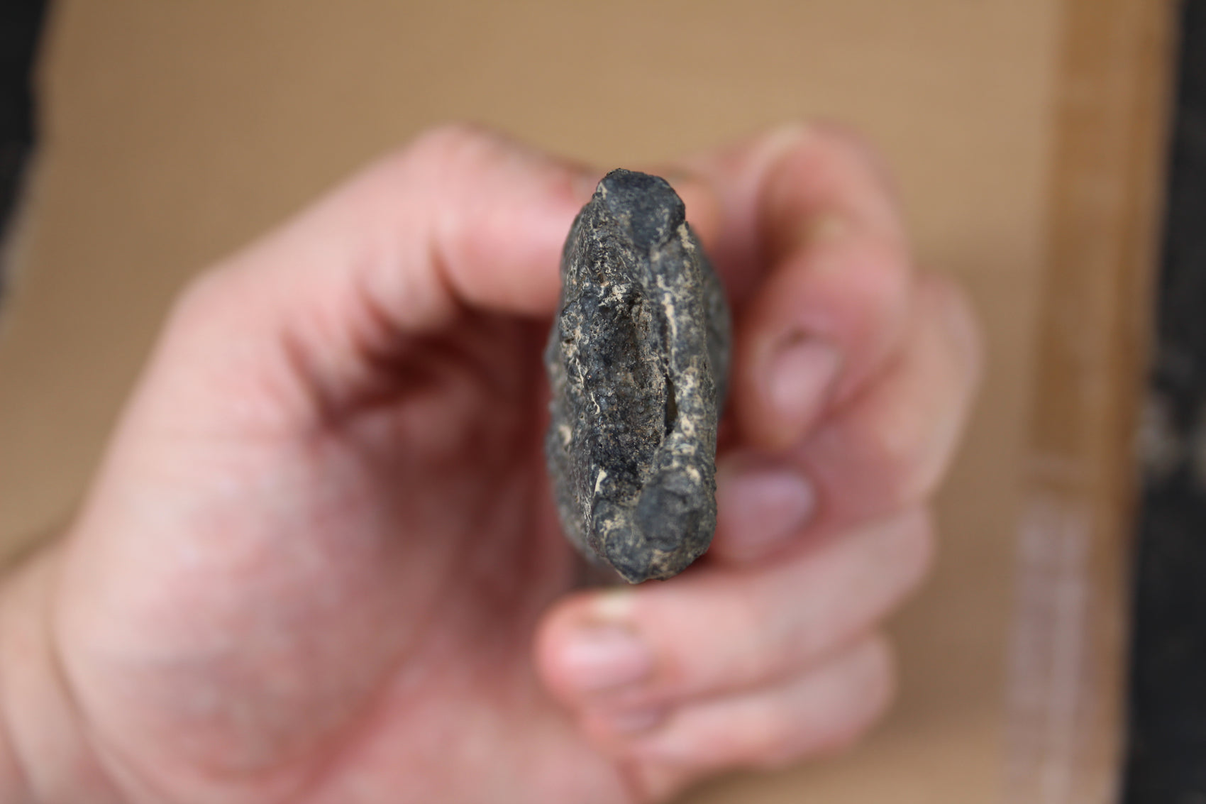 Réplique d'une dent enracinée d'Acrocanthosaure