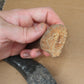 Acrocanthosaurus Rooted Tooth Replica