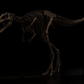 Nanotyrannus Lethaeus