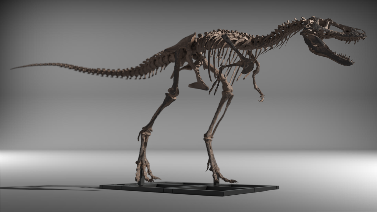 Nanotyrannus Lethaeus
