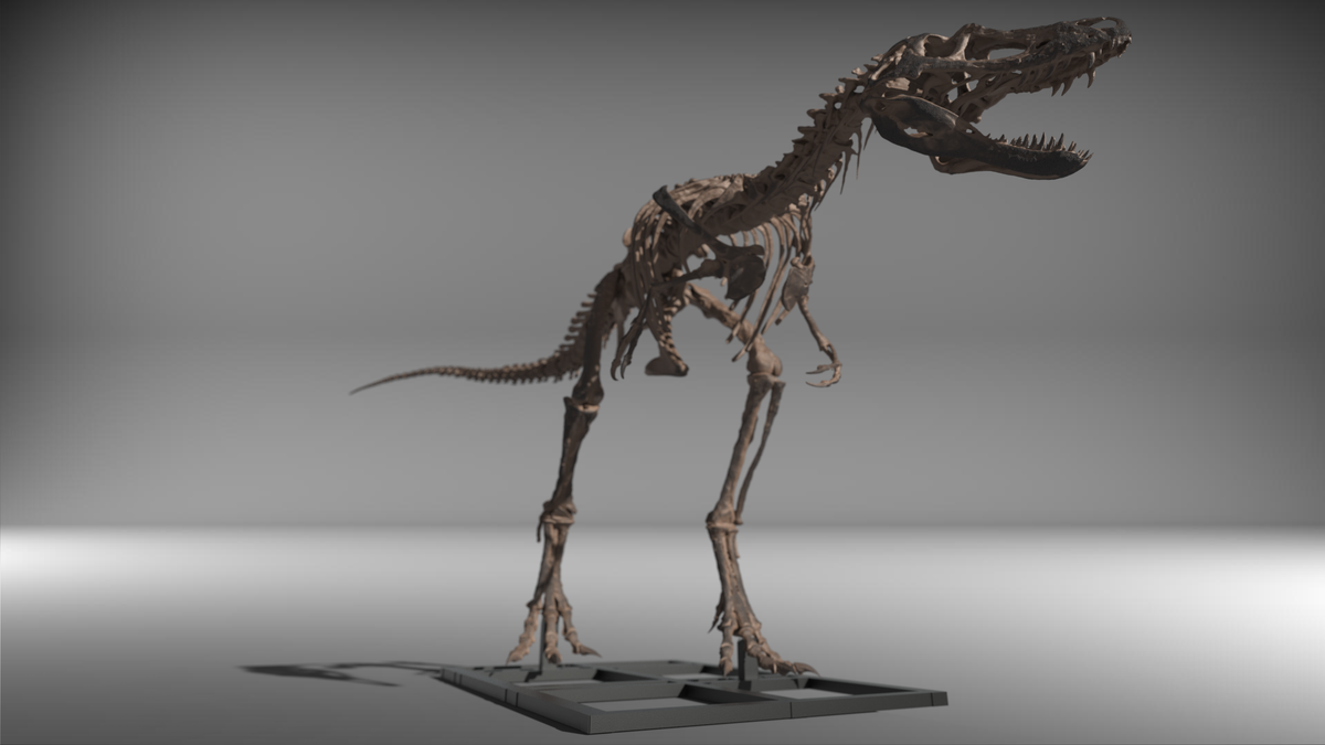 Nanotyrannus Lethaeus