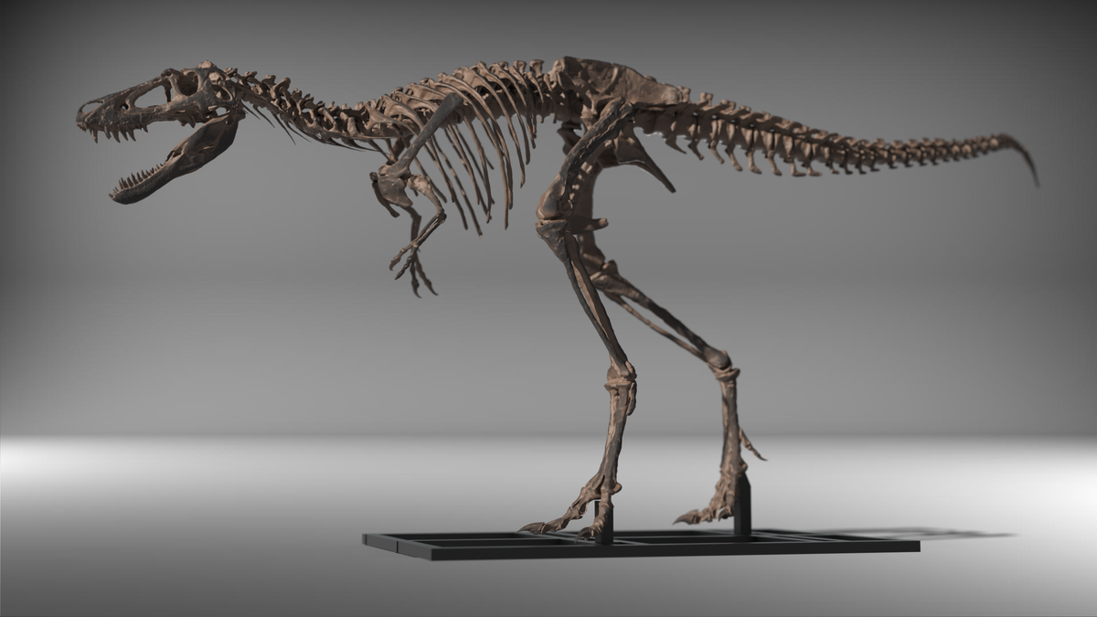 Nanotyrannus Lethaeus