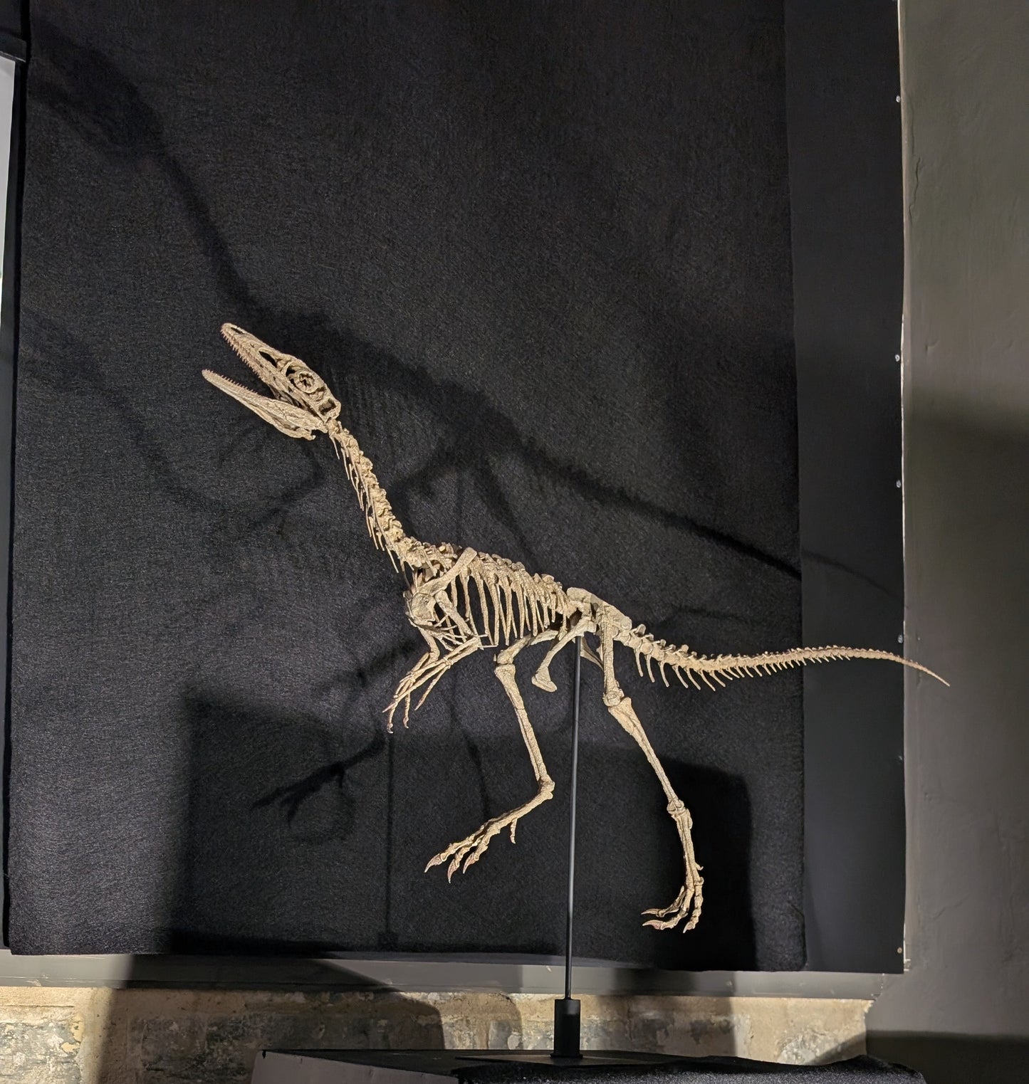 Compsognathus Skull