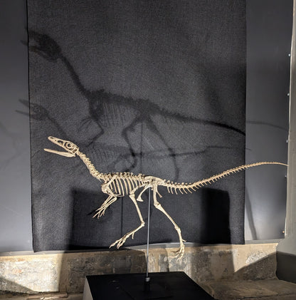 Compsognathus Skull
