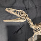 Compsognathus Skull