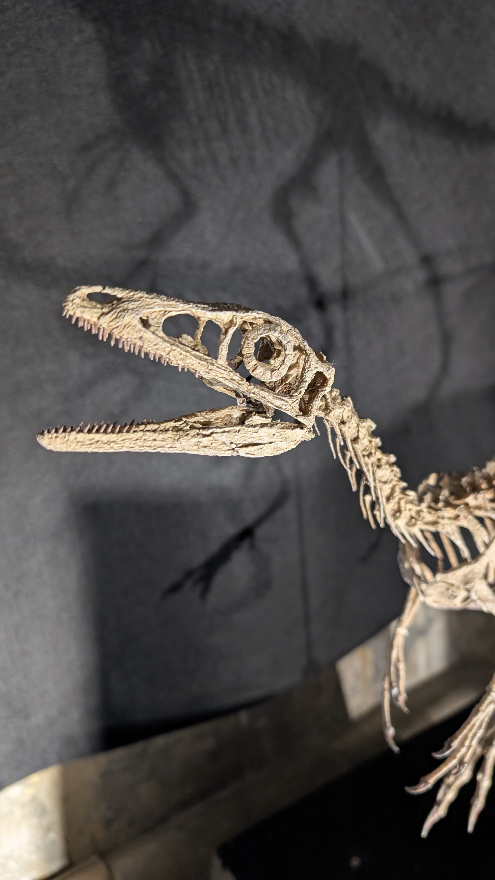 Compsognathus Skull