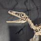Compsognathus Skull