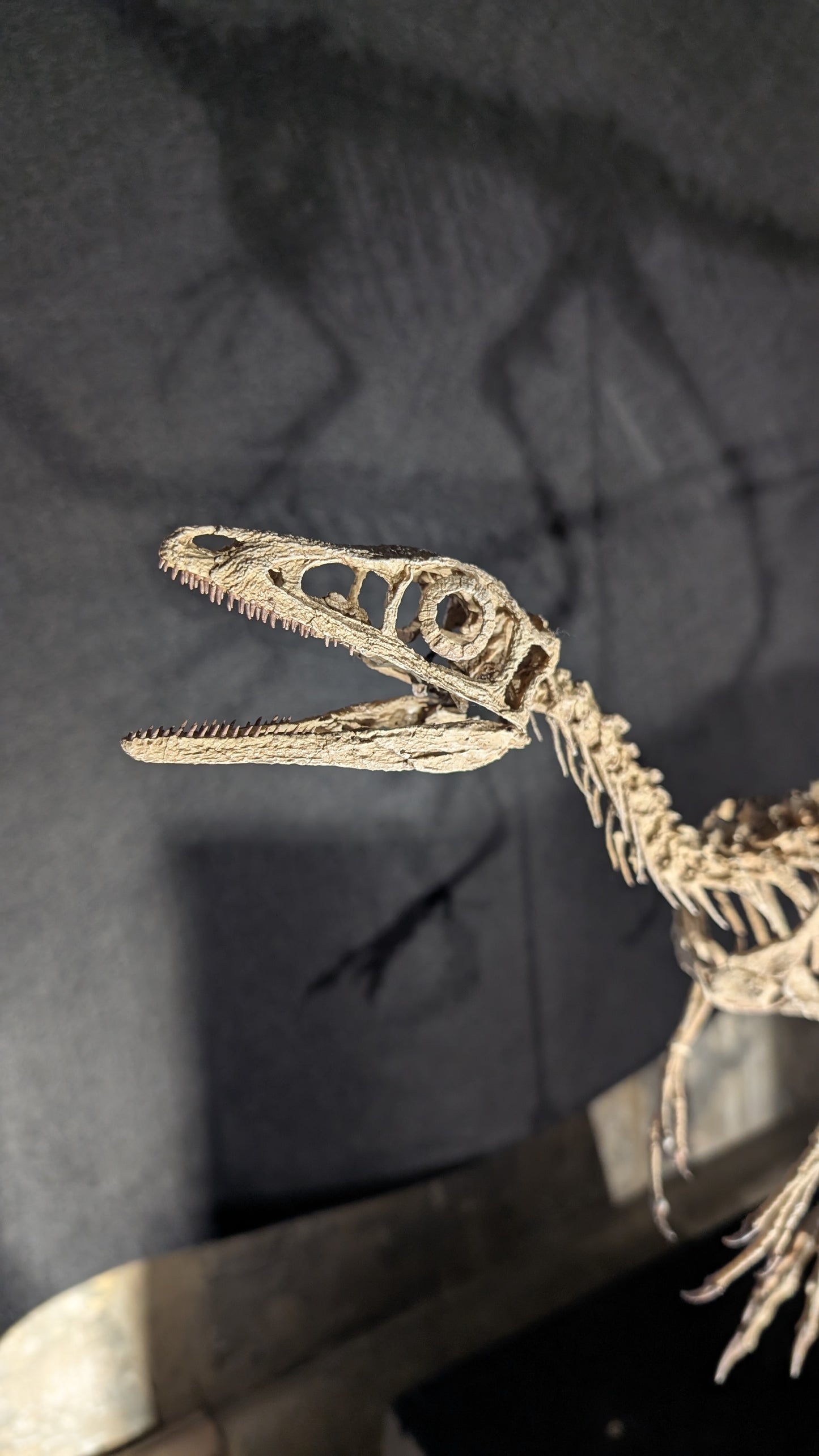 Compsognathus Skull
