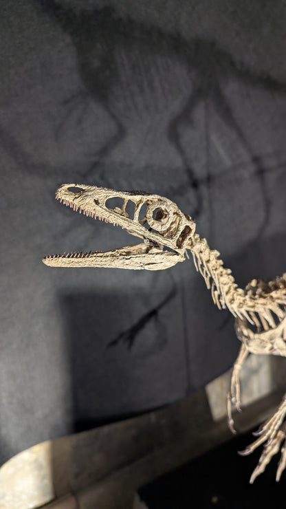 Compsognathus Skull