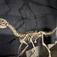 Compsognathus Skull