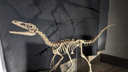 Compsognathus Skull