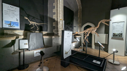 Compsognathus Skull