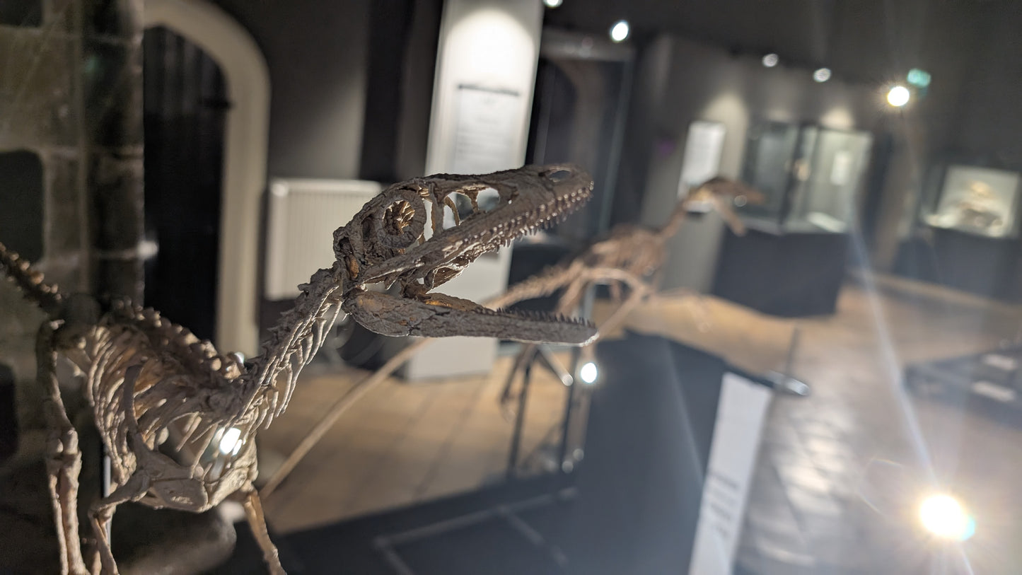 Compsognathus Skull