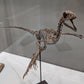 Microraptor