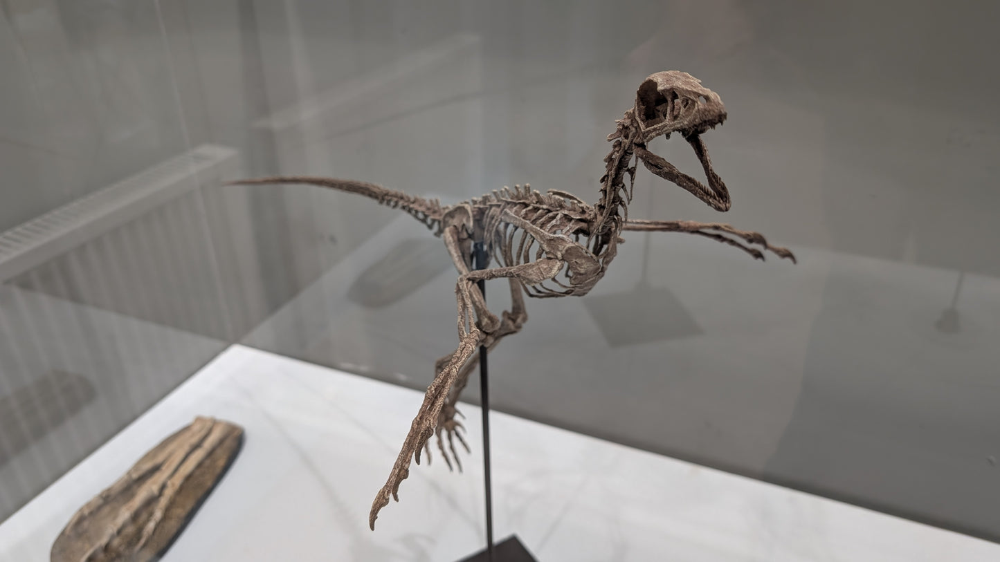 Microraptor Skull