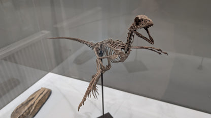 Microraptor Skull