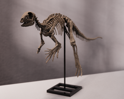 Jeholosaurus Skull