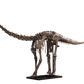 Juvenile Diplodocus