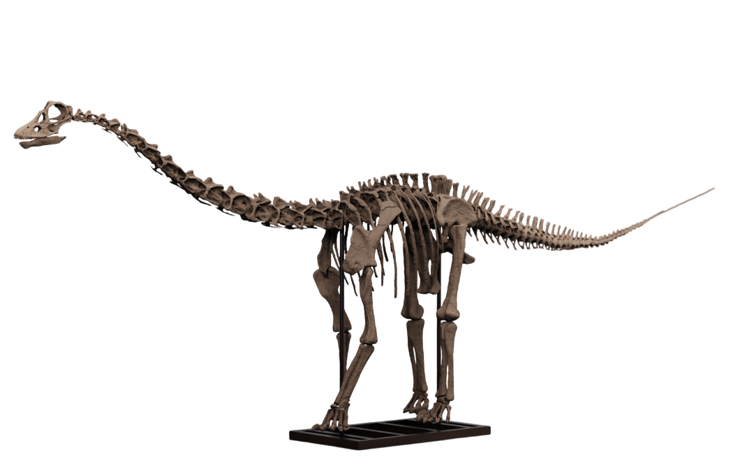 Juvenile Diplodocus Skull