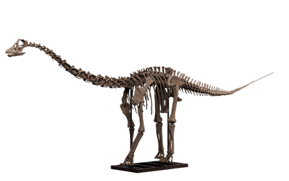 Juvenile Diplodocus