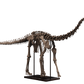 Juvenile Diplodocus