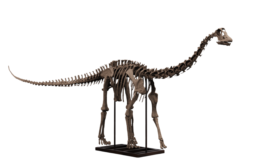 Juvenile Diplodocus Skull