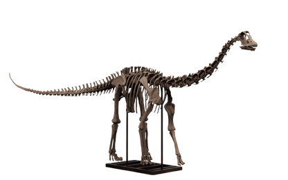 Juvenile Diplodocus