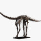 Juvenile Diplodocus