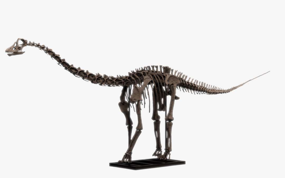 Juvenile Diplodocus Skull