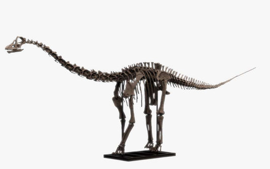 Juvenile Diplodocus